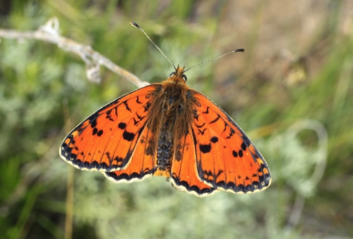 Melitaea didyma turkestanica – Шашщечница дидима 